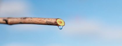 Vite – Pianto e germogliamento precoce