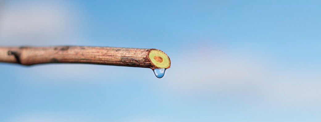 Vite – Pianto e germogliamento precoce