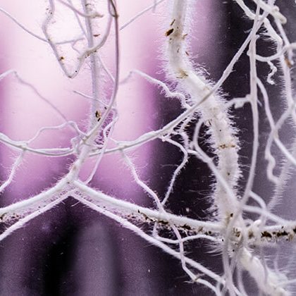 Aumentar la velocidad de enraizamiento