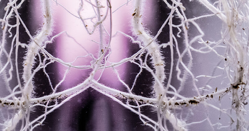 Aumentar la velocidad de enraizamiento