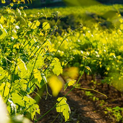 ¿Por qué fertilizar durante el período de descanso del suelo?