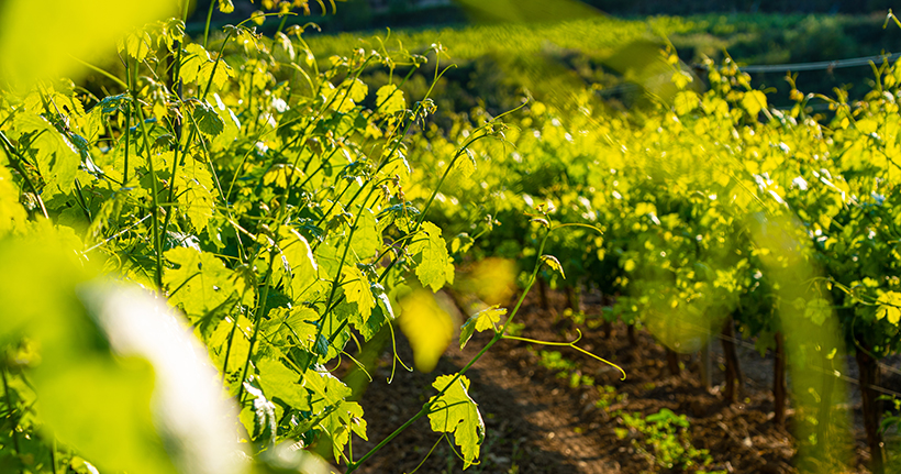 ¿Por qué fertilizar durante el período de descanso del suelo?
